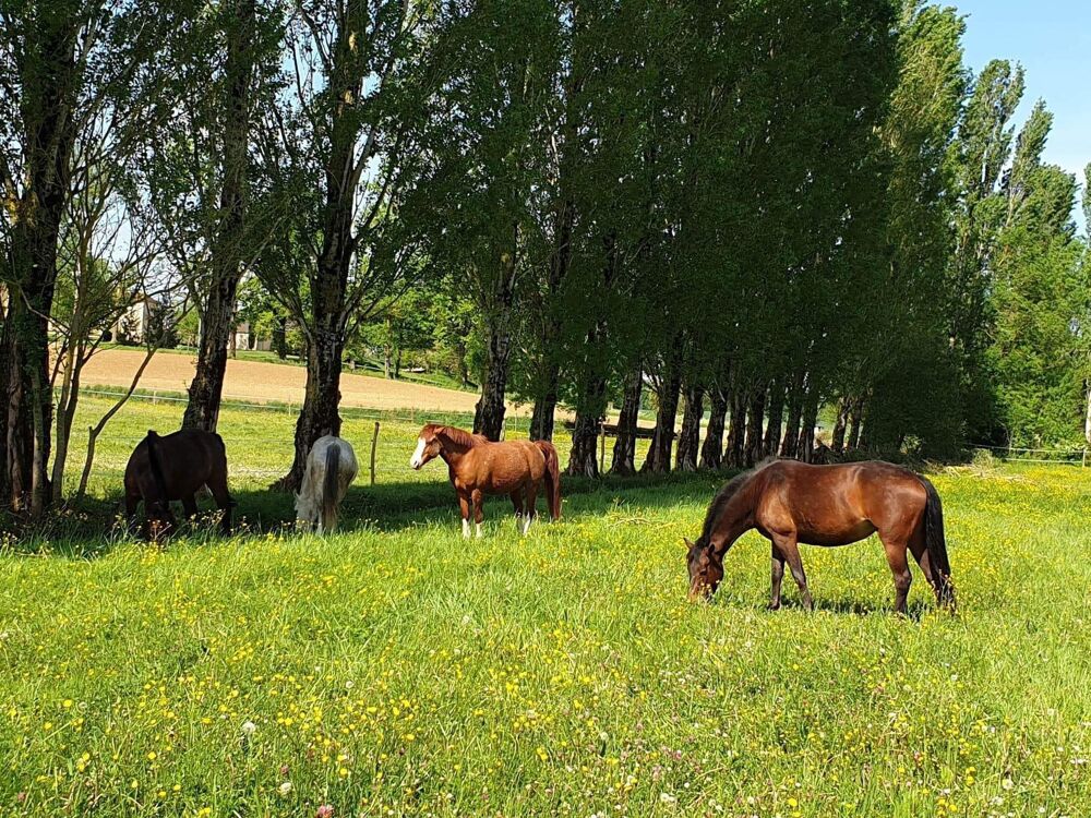  vendre  Maison Villeneuve-sur-Lot (47300)