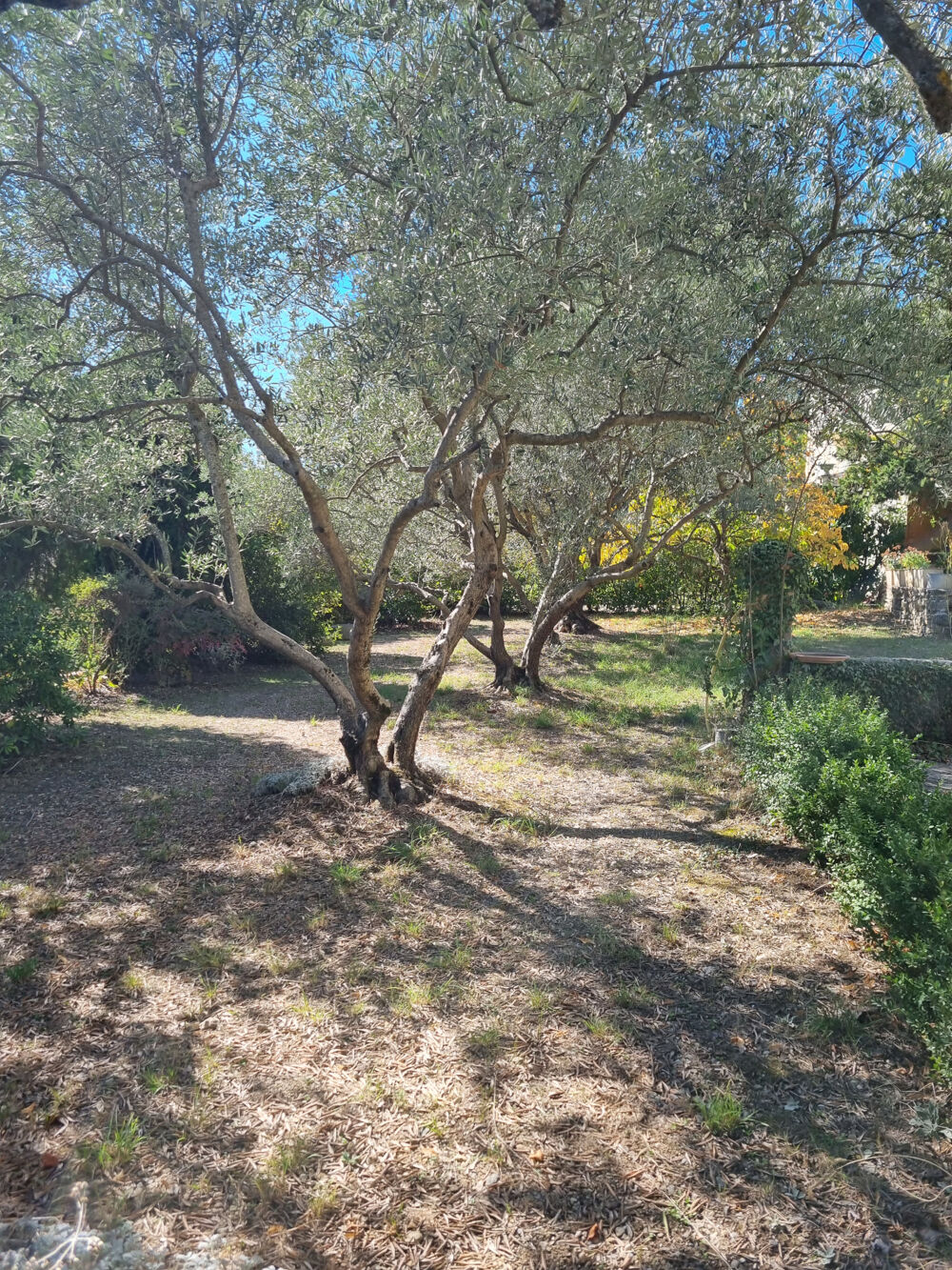 Vente Maison Bastide avec terrain Forcalquier