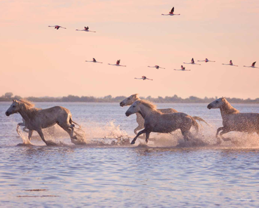   Le Grau-du-Roi (30240)