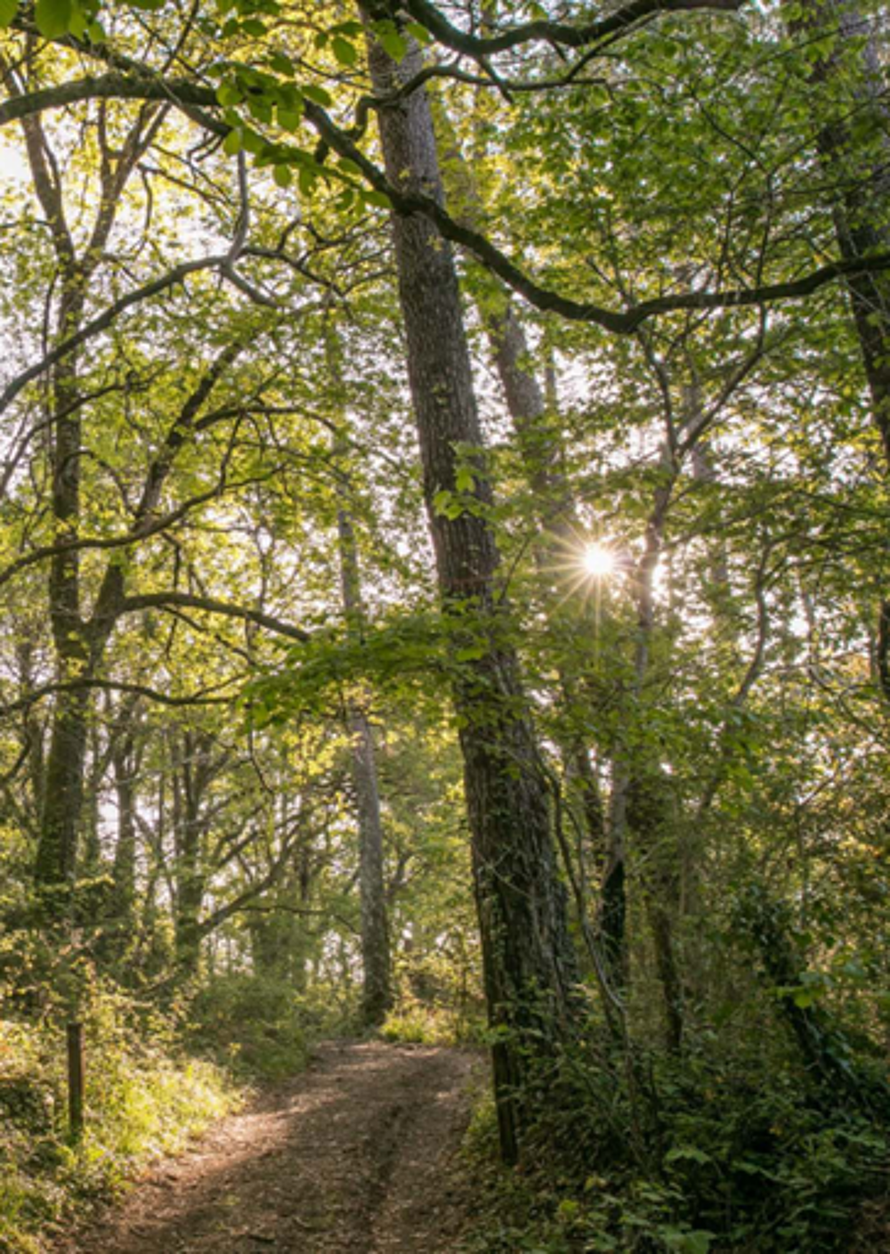 vente Appartement - 4 pi�ce(s) - 81 m� Castets (40260)