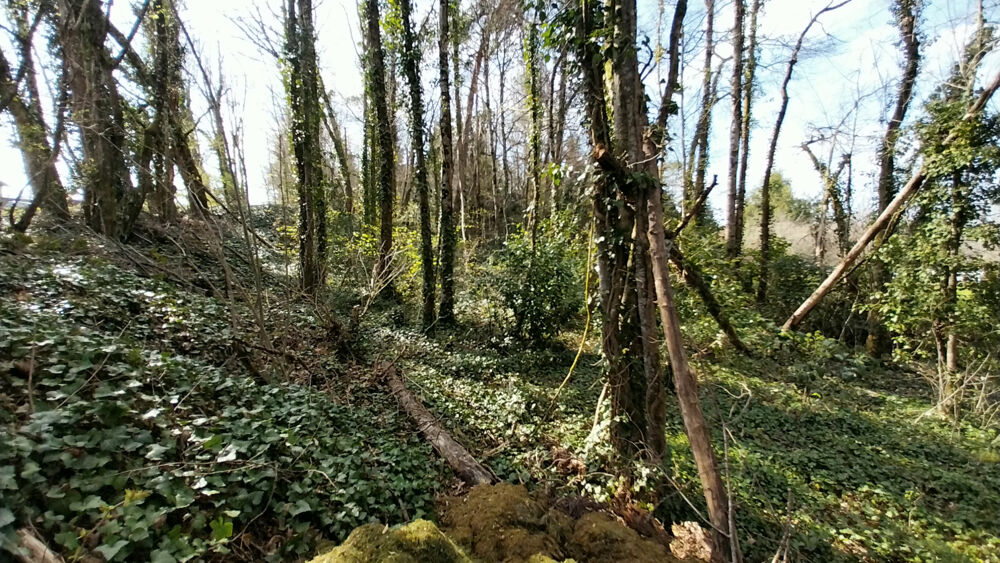 Vente Terrain Terrain constructible Boisé 2500 m2 à CHANCELADE Chancelade