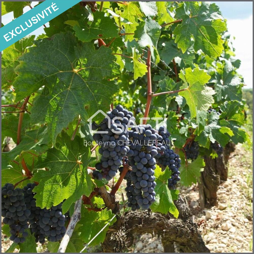 Vente Terrain Vente de plus de 7,3ha de vignes Saint-yzans-de-medoc