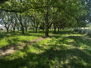 Vente Terrain Terrain arboré de 1 255 m2 à Tauriac Tauriac