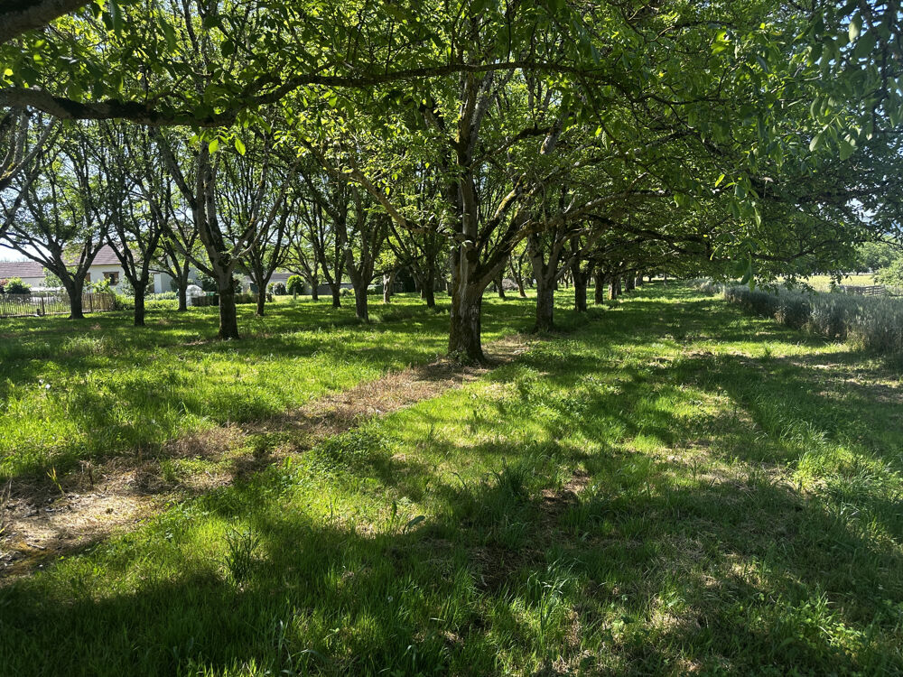 Vente Terrain Terrain arboré de 1 255 m2 à Tauriac Tauriac