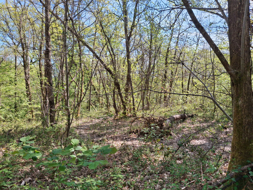 Vente Terrain Parcelle boisée de 3 320 m² située à Bouillac Bouillac