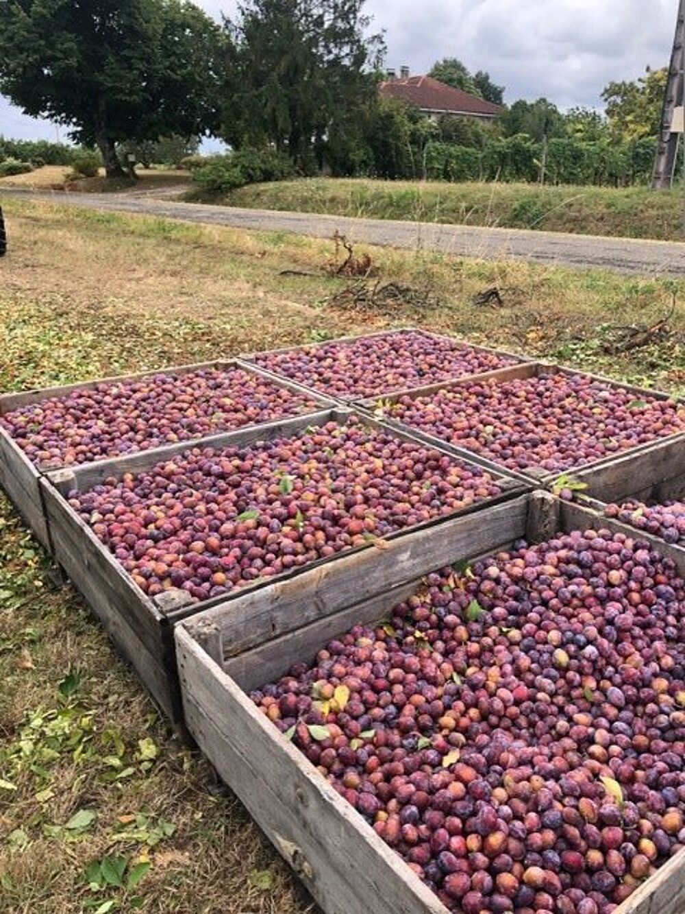 � vendre  Maison Mirabel (82440)