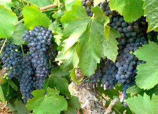  Maison  vendre 8 pices 230 m