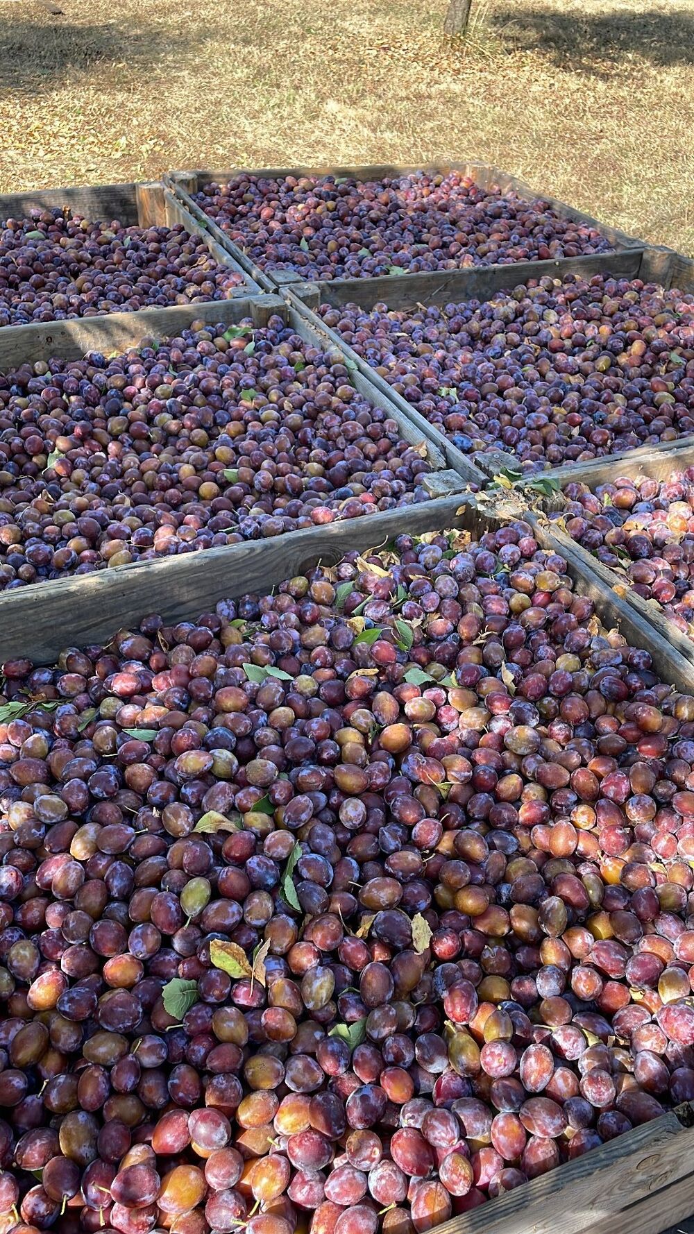 � vendre  Maison Mirabel (82440)