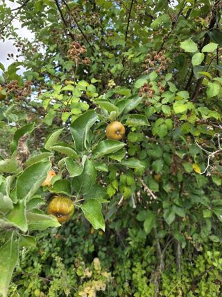  Terrain  vendre 919 m