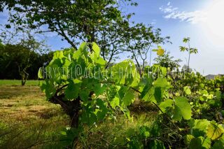  Terrain � vendre 976 m�