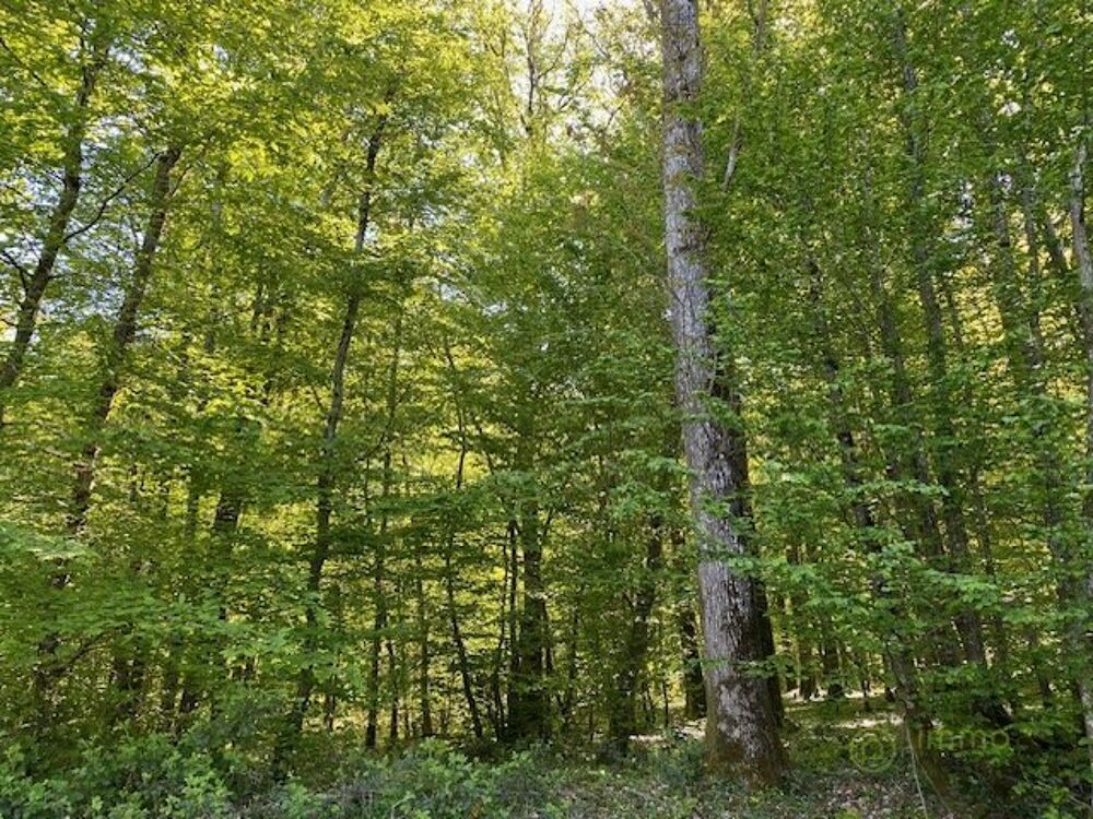 Vente Terrain Terrain boisé – forêt Saint hilaire les andresis