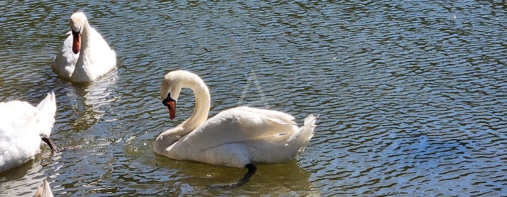  vendre  Villa Yffiniac (22120)