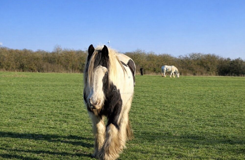 Vente Villa Haras / Equestre Verneuil sur avre