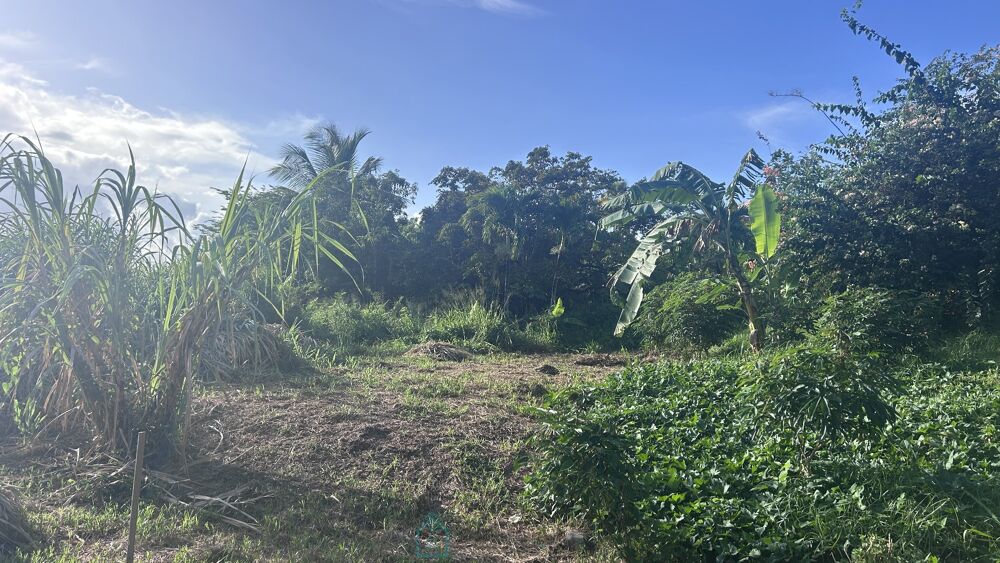 Vente Terrain Terrain constructible Riviere salee