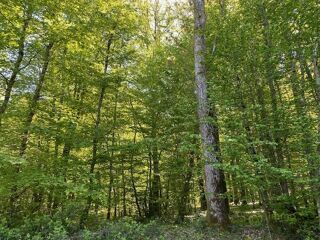  Terrain à vendre 81751 m²