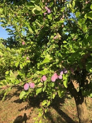  Maison � vendre 1 pi�ce 60 m�