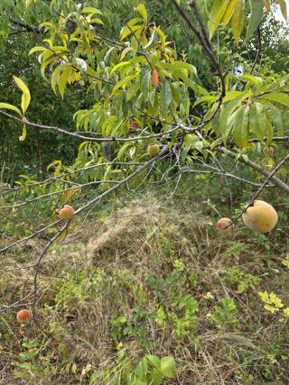  Terrain � vendre 919 m�