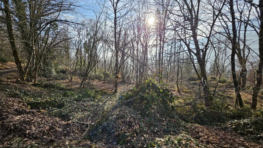 Vente Terrain Terrain boisé – forêt Cesarches