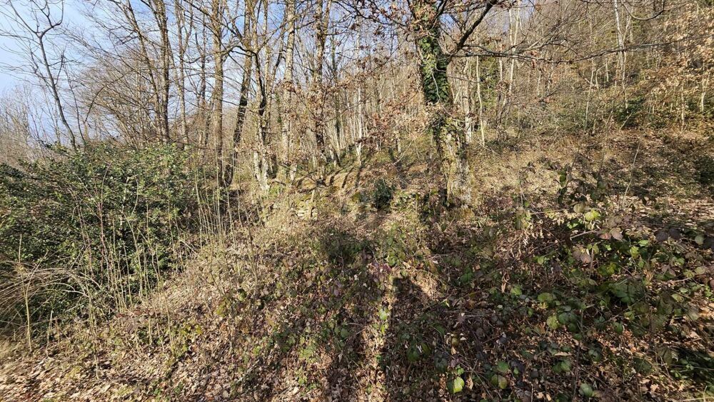 Vente Terrain Terrain boisé – forêt Cesarches