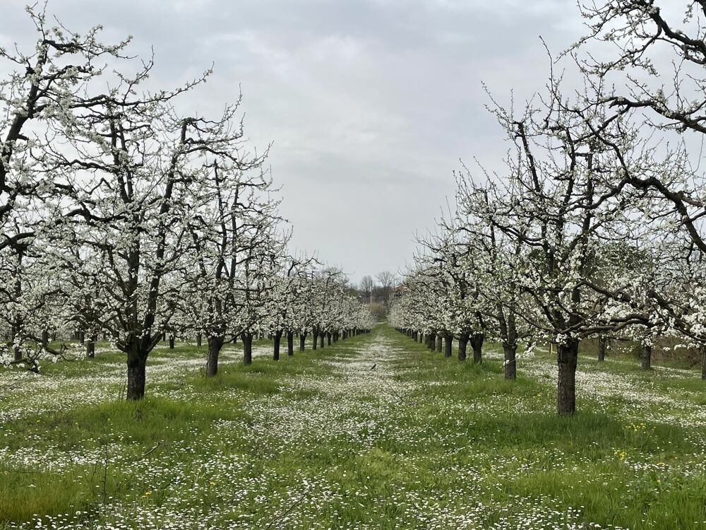 � vendre  Maison Mirabel (82440)