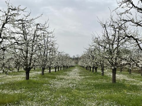   Propri�t� arboricole Maison - 1 pi�ce(s) - 60 m�