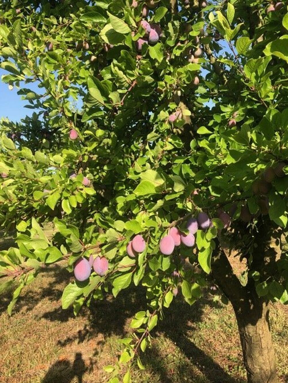 � vendre  Maison Mirabel (82440)