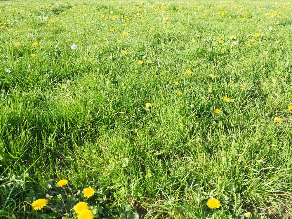 Vente Terrain Terrain constructible Groix