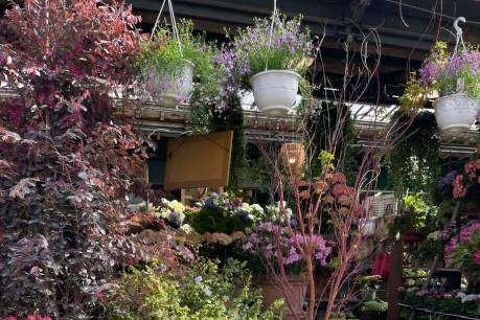 Fleuriste 65000 75017 Paris 17eme arrondissement