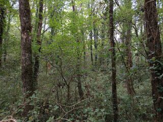  Terrain � vendre 33821 m�