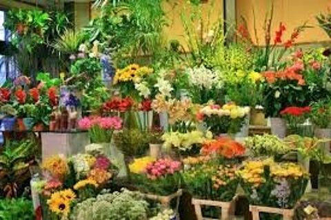 Fleuriste 98000 06150 Cannes