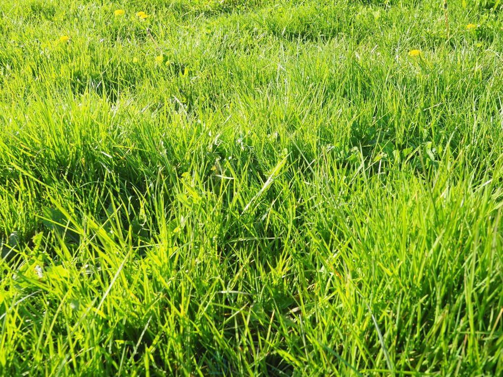 Vente Terrain Terrain constructible Groix