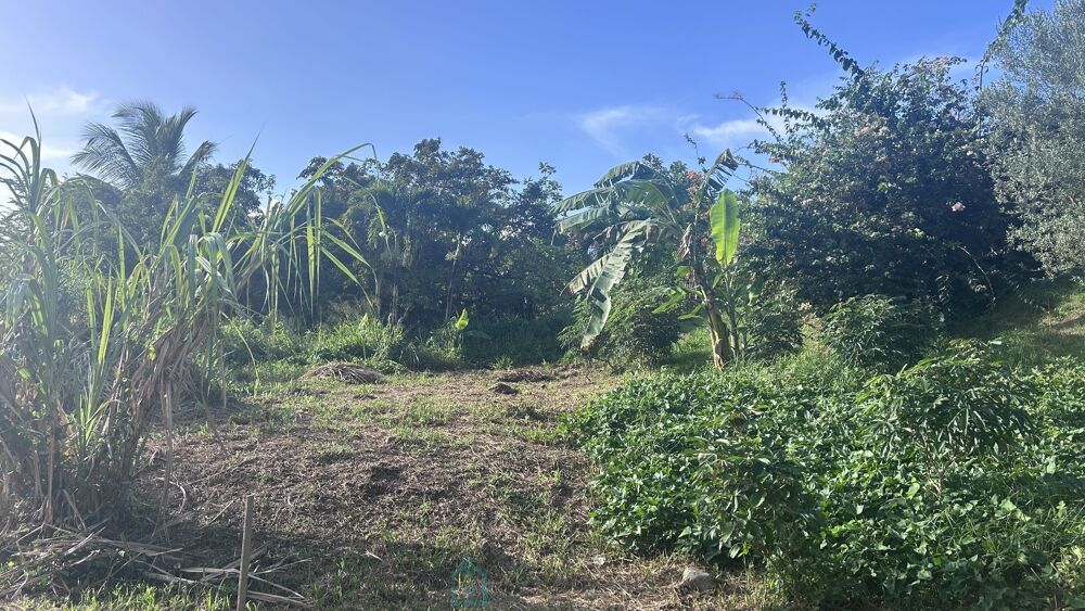 Vente Terrain Terrain constructible Riviere salee