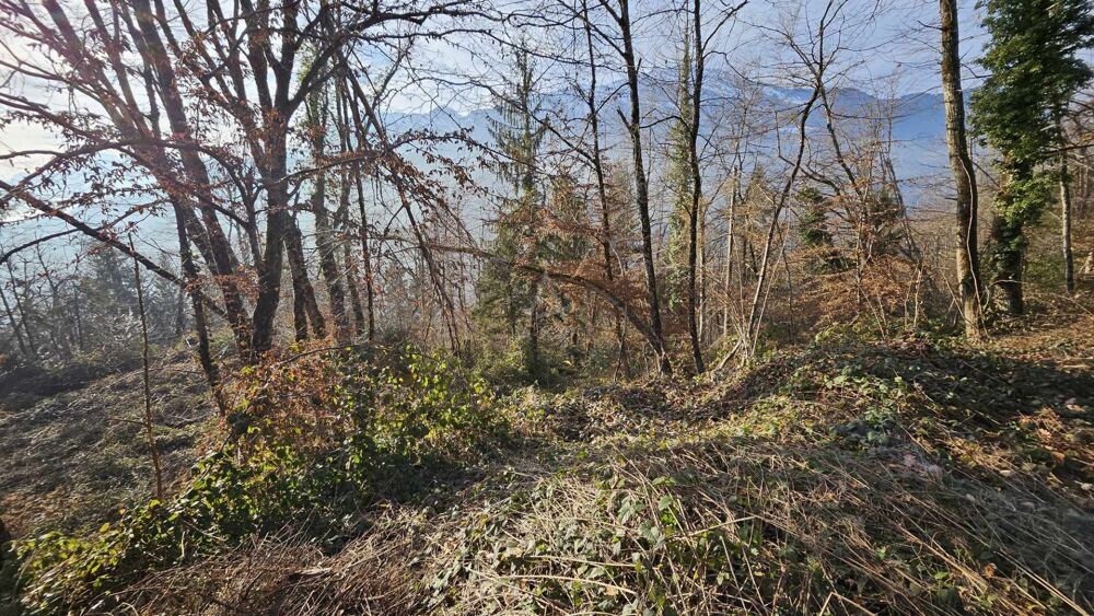 Vente Terrain Terrain boisé – forêt Cesarches