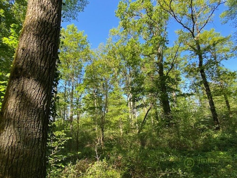 Vente Terrain Terrain boisé – forêt Saint hilaire les andresis