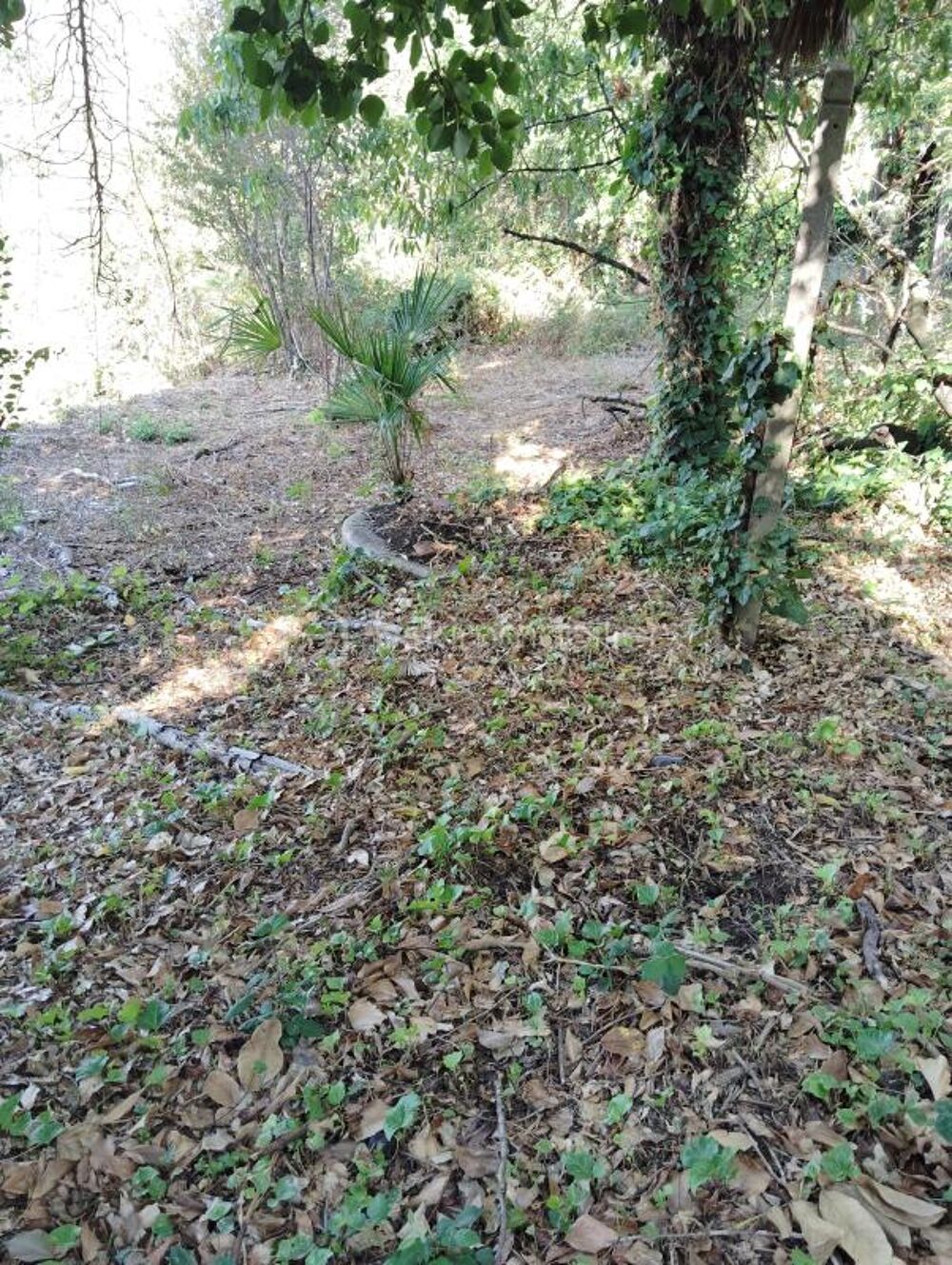 Vente Maison Maison de ville avec jardin, gros travaux à prévoir Carmaux