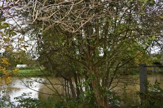  Maison � vendre 15 + pi�ces 242 m�