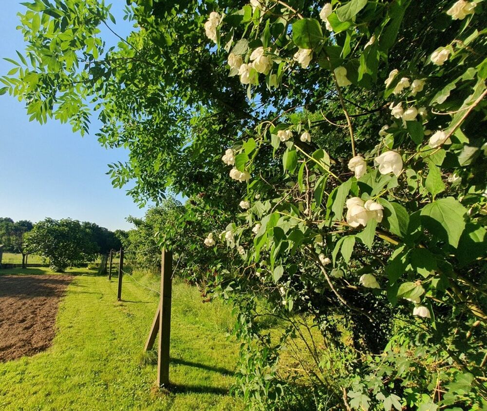 TEILLE (44) - NANTES à 35min - Ancenis à 15 min - Maison 9 pièces - 6 chambres - grand jardin naturel, arboré et fleuri