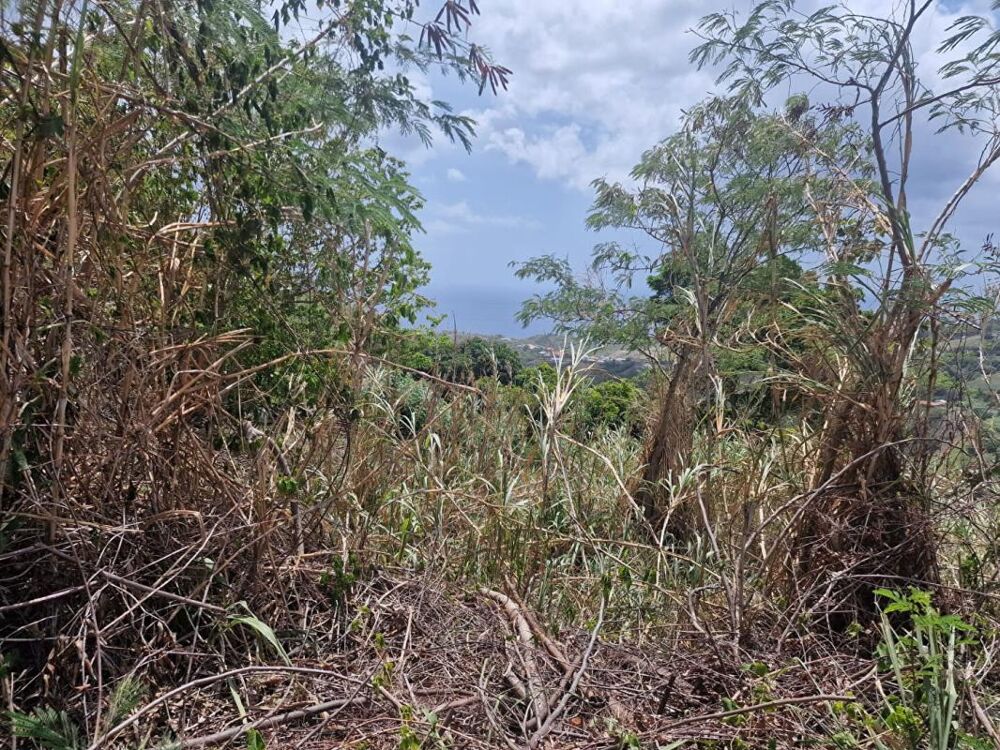 Vente Terrain TERRAIN CONSTRUCTIBLE Le carbet