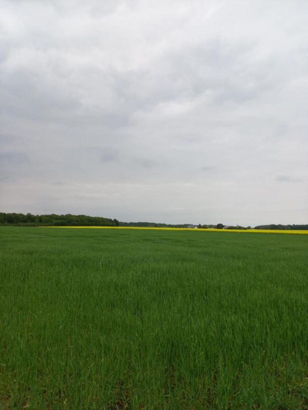 Vente Terrain Terrain à vendre de 2 924,00 m² Proche de Courtenay (45320) Courtemaux