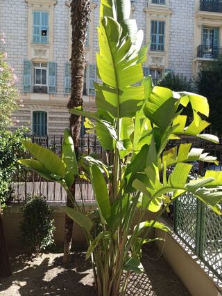  Appartement à louer 1 pièce 35 m²