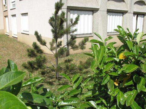   Studio de 41m2  louer sur Lyon 8 Appartement - 1 pice(s) - 41 m
