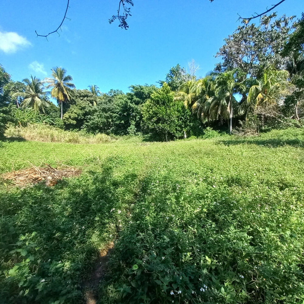 Vente Maison Propri�t� maison et bungalow � vendre sur 5436m� � PETIT-BOURG GUADELOUPE (971) Petit bourg