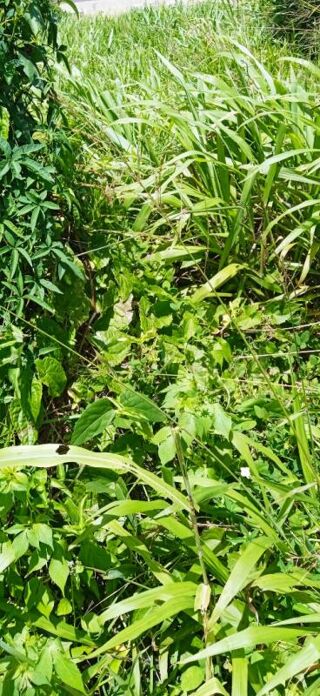  Terrain  vendre 556 m