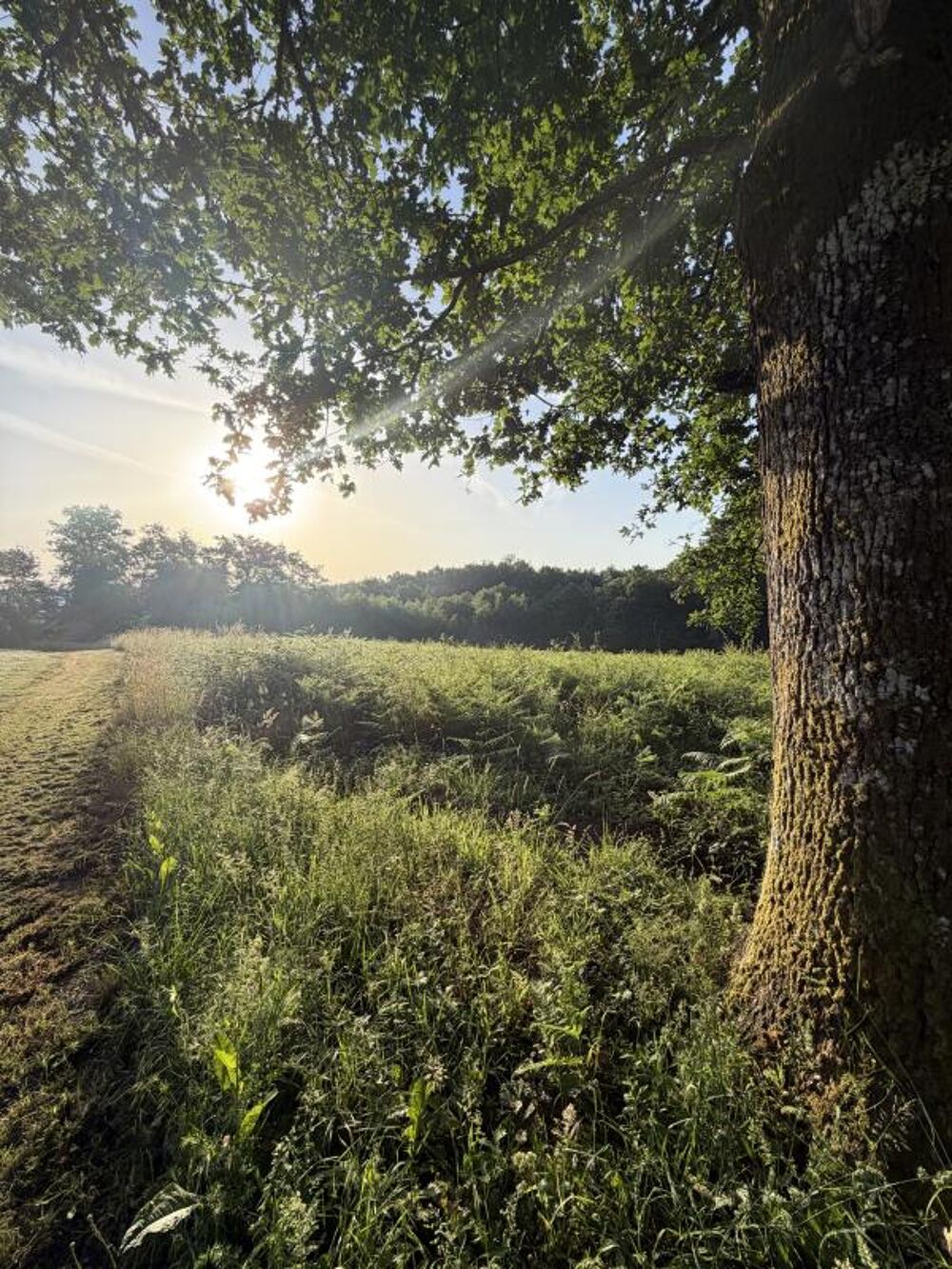 Vente Terrain Terrain Royeres