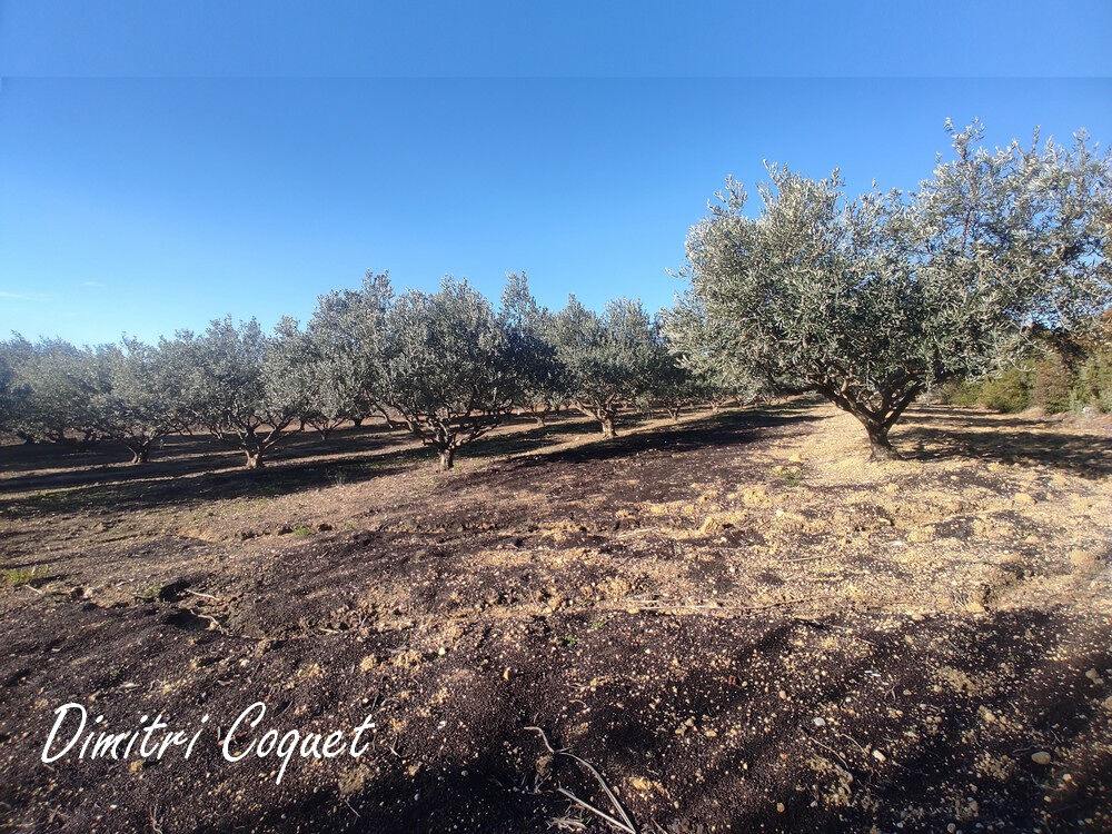 Vente Terrain Oliveraie à vendre Pouzolles 34480 Pouzolles