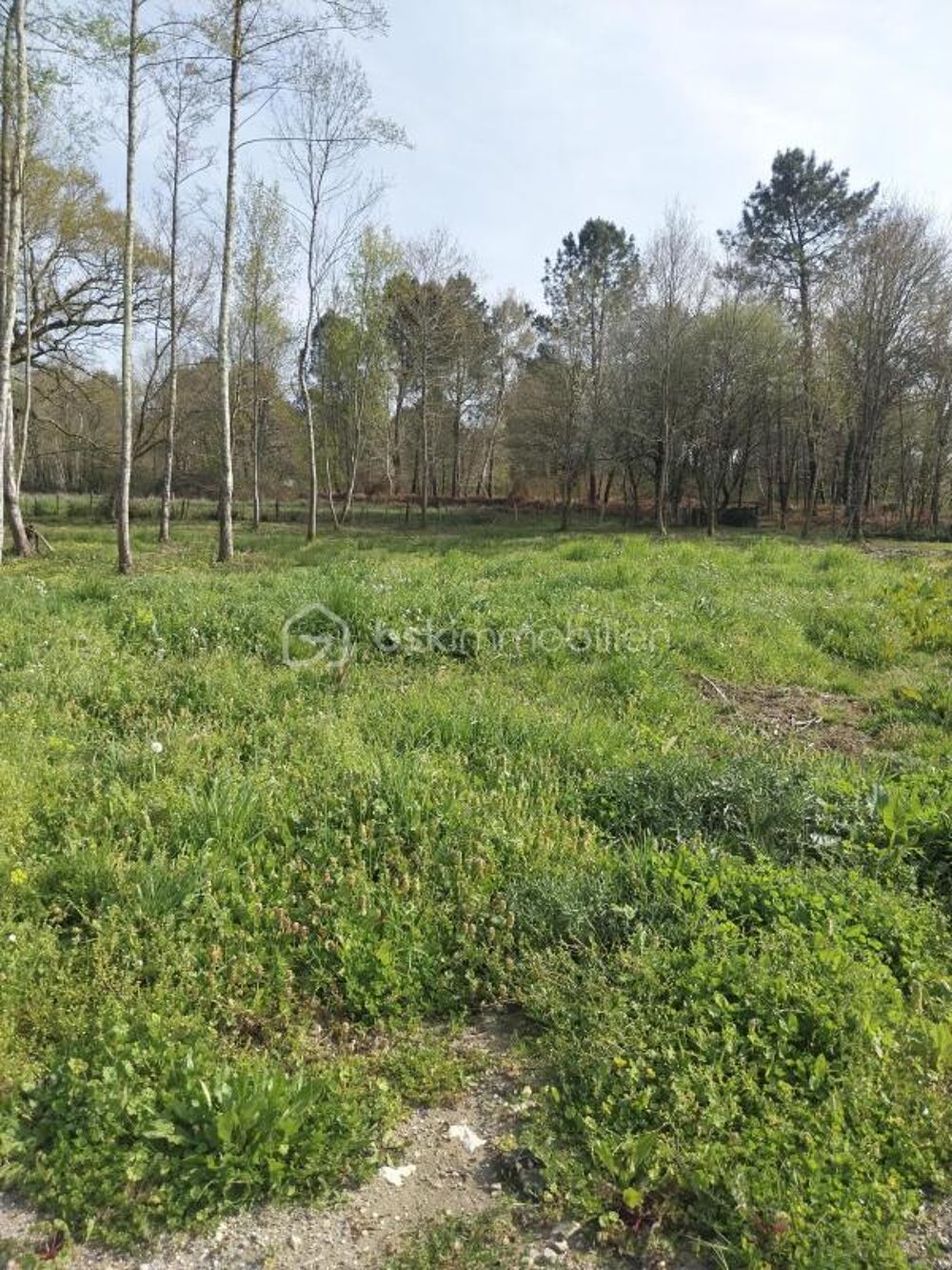 Vente Terrain Terrain constructible Montendre