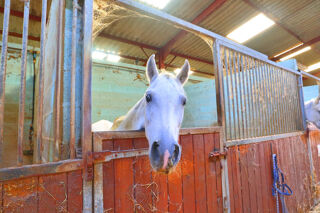  Propri�t�/ch�teau � vendre 4 pi�ces 173 m�