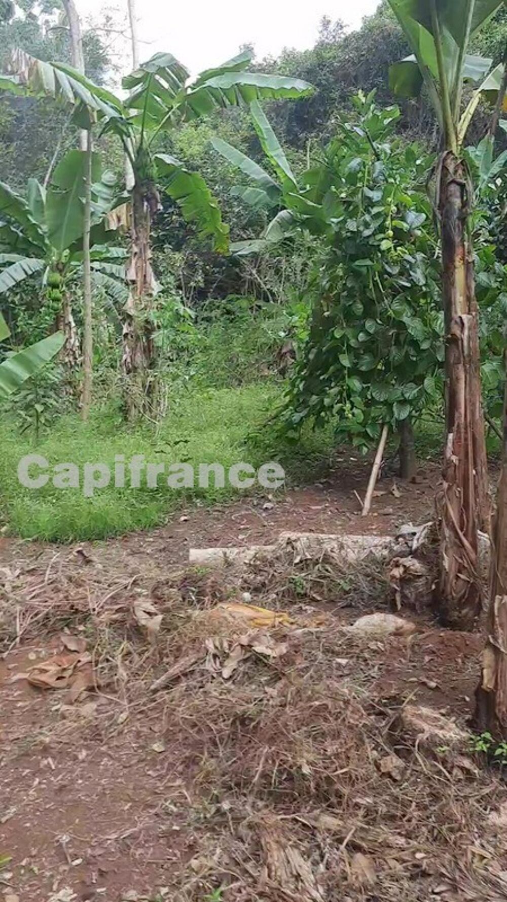 Vente Terrain Dpt Mayotte (976),  vendre au carrefour de Soulou Commune de TSANGAMOUJI - Terrain agricole de 2 hectares 8980 m Dzoumogne