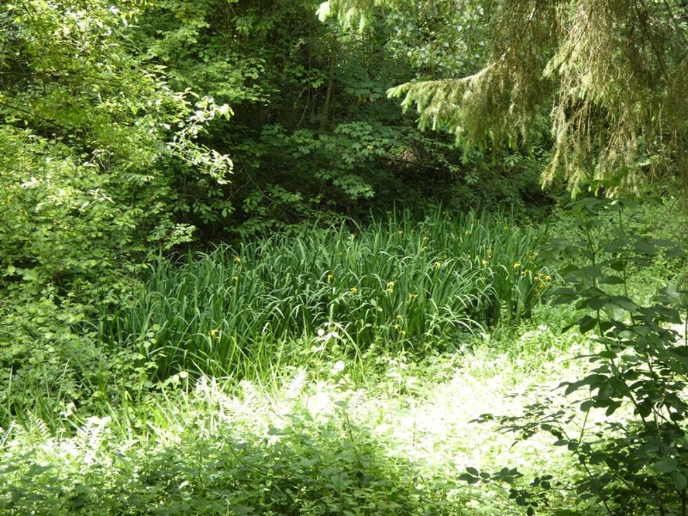 proche de ARGENTAN (61) propriété de 9078 m² de terrain