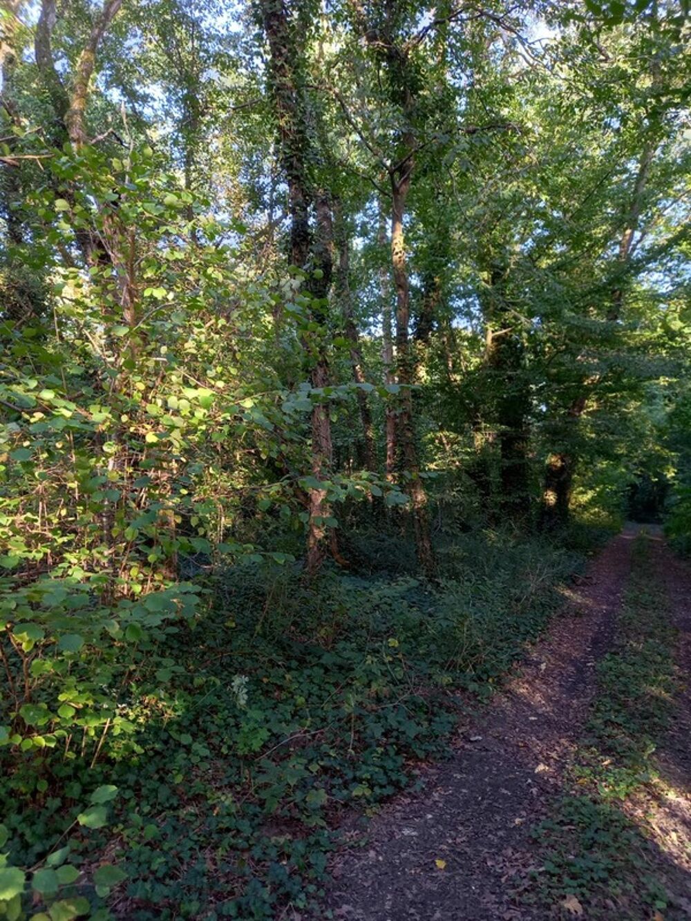 Vente Terrain Terrain � vendre de 2 820,00 m� NEMOURS (77) Nemours